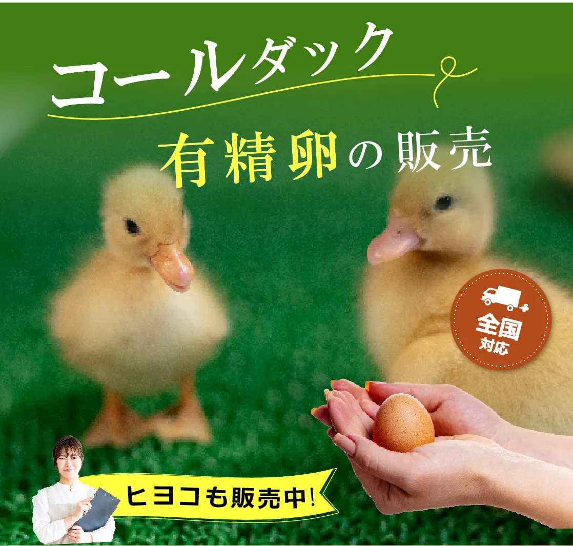 卵からアヒルを育てる！